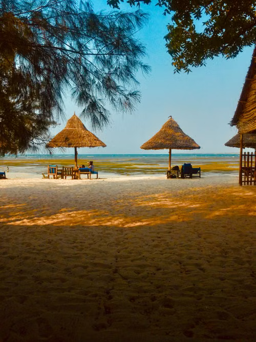 Thatched parasols at low tide